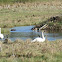 Trumpeter Swan