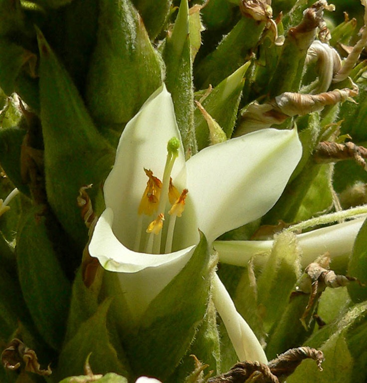 [Puya%2520raimondii%255B4%255D.jpg]