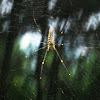 Nhện Tơ Vàng(Golden Web Spider)