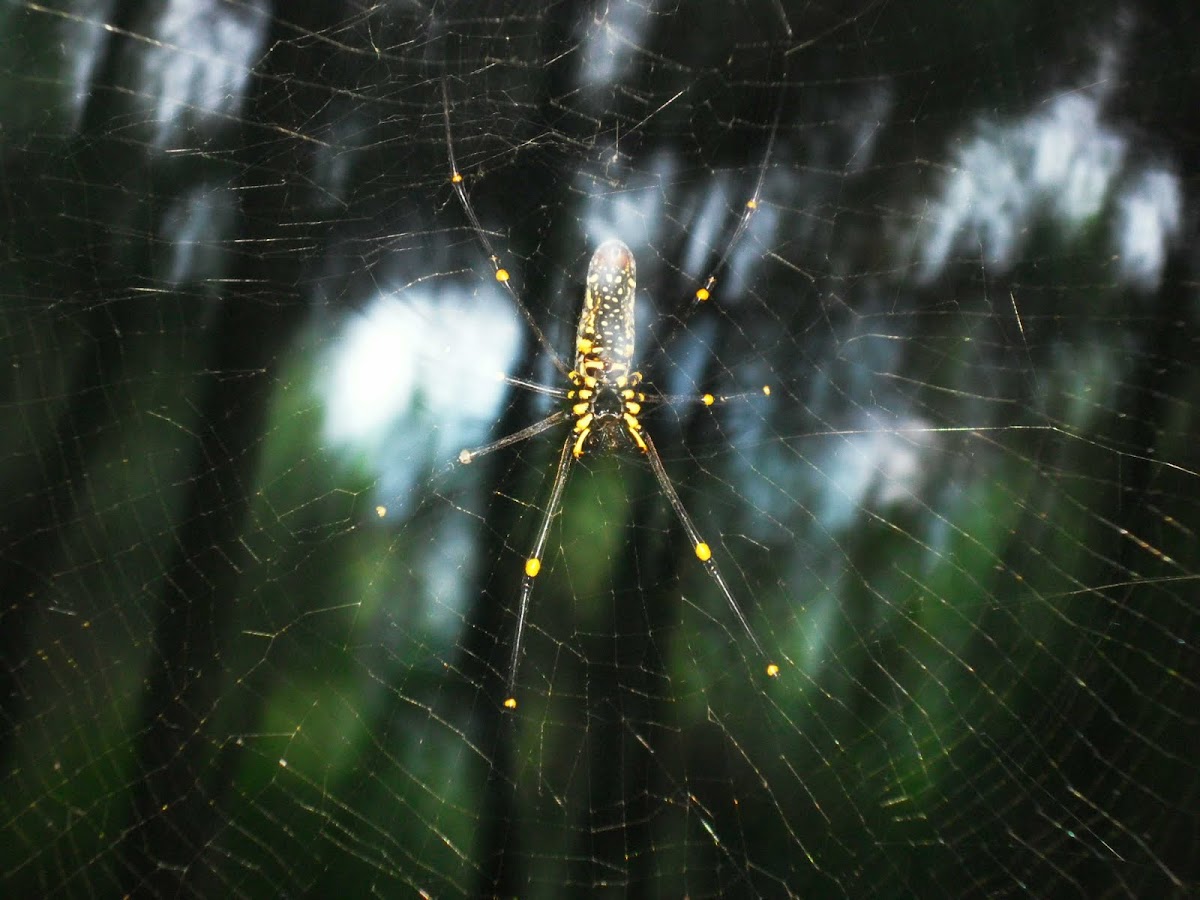 Nhện Tơ Vàng(Golden Web Spider)