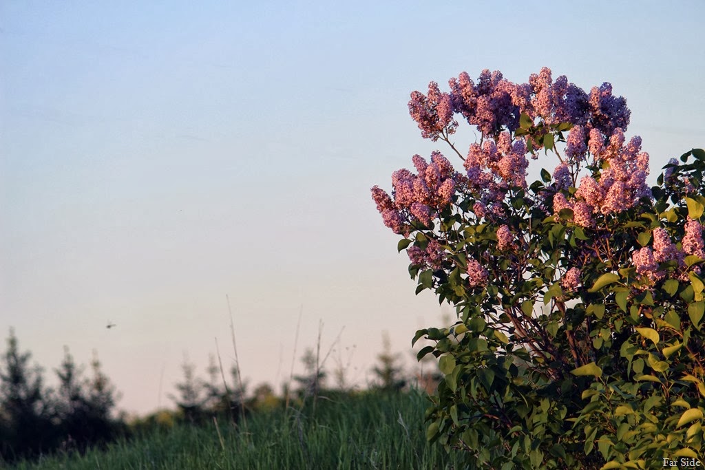[Sunset%2520on%2520the%2520lilacs%2520and%2520a%2520Dragonfly%255B8%255D.jpg]