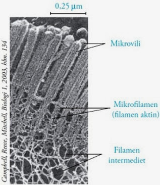struktur mikrofilamen