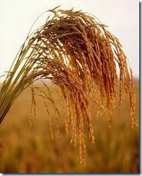 Avoid  Wheat in Barret Esophagus and Heart Burn