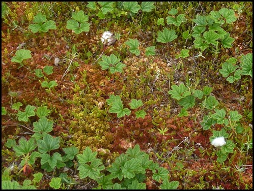 04w10b - Hike - Red and Green Sphagnum Moss