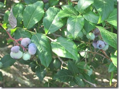 blueberries Plympton11