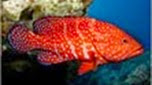 Réunion-Mayotte vieille de corail