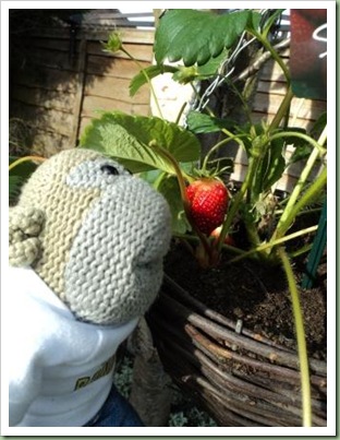 Strawberry eating monkey