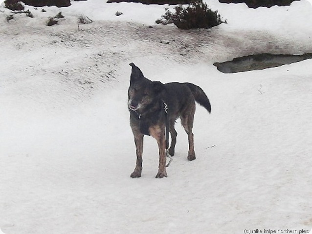 dog on snow