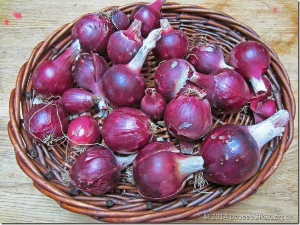 Red-Wing_onions