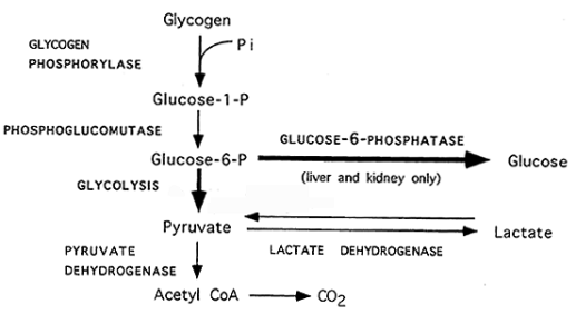 Glycogenolysis