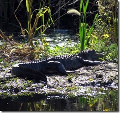 Young alligator...5-6 ft long