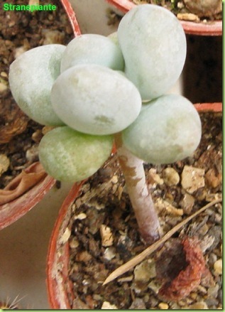 Pachyphytum oviferum talea di foglia