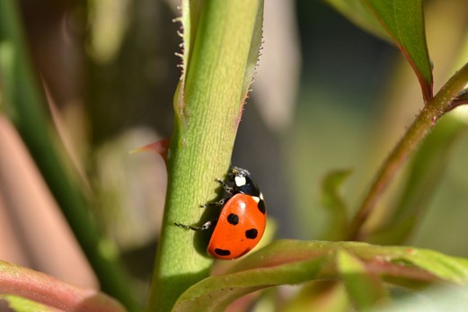 Common Ten-spot ladybird