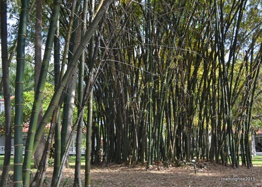 Bamboo . . . Edison bought the property because of the bamboo