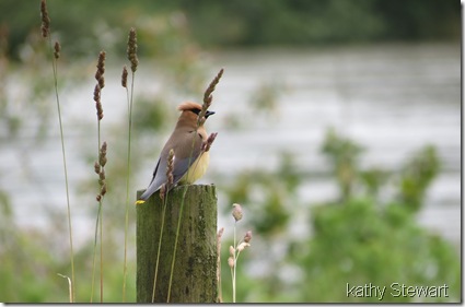 WaxWing behind grasses