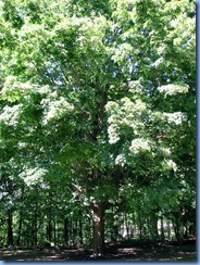 6537 Ottawa 1 Sussex Dr - Rideau Hall - sugar maple planted by Her Royal Highness The Princess Elizabeth, Duchess of Edinburgh