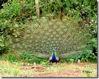 019 Peafowl-Peacock ( Mor )