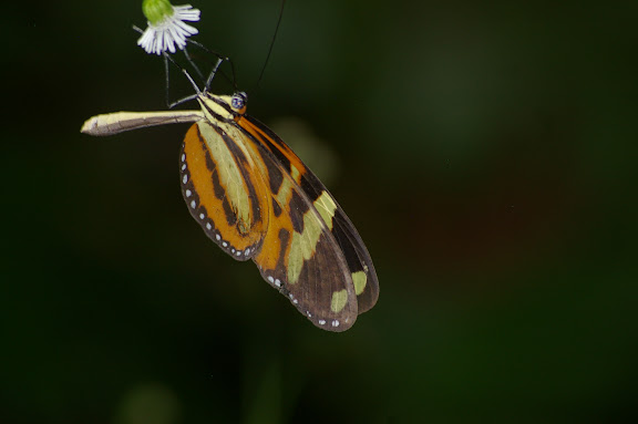 Melinaea ethra GODART, 1819. Caçandoca (Ubatuba, SP), 15 février 2011. Photo : J.-M. Gayman