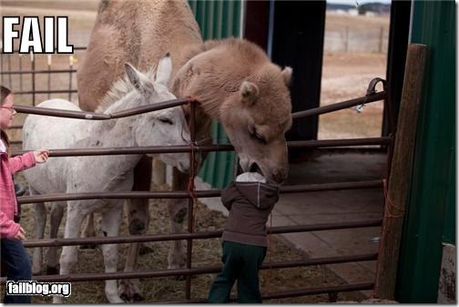 fail capitan palomo (4)