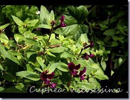 Cuphea-viscosissima1