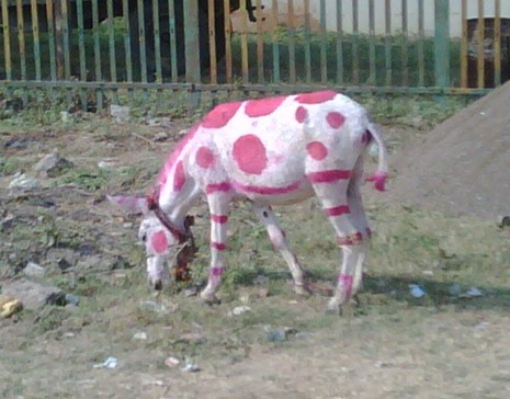 pink dot donkey
