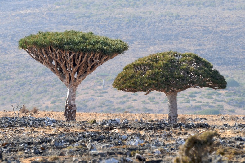 Socotra: The Island of Strange Plants | Amusing Planet