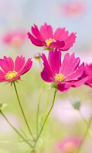 How to download Flowers Photo Wallpaper patch 1.0 apk for bluestacks