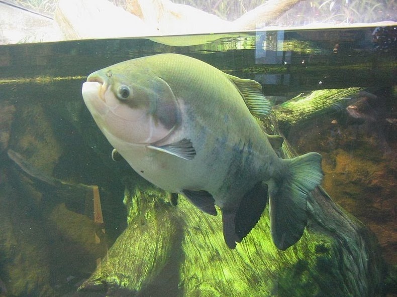 pacu-fish-8