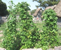 Plimoth Plant string beans growing