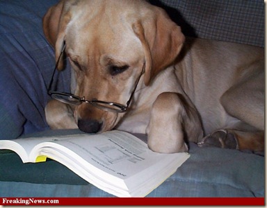 Dog-Reading-Book--53514