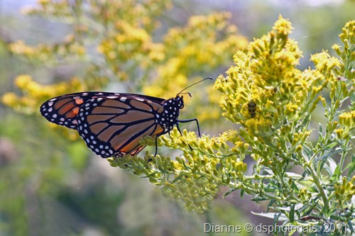 IMG_6979 Monach Butterfly on Goldenrod