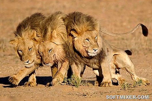 lions-after-night-party-001