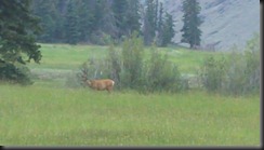 elk with rack