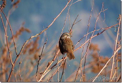 Song Sparrow