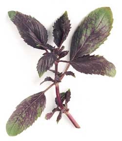 [Manjericao%2520Ararat%255B2%255D.jpg]