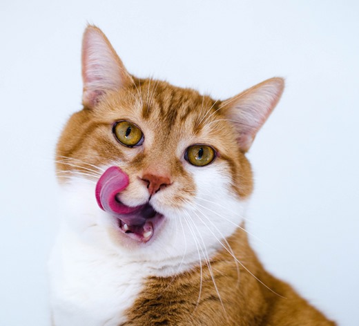 [Animals___Cats__Funny_red-haired_cat_with_a_white_chest_046844_%255B3%255D.jpg]