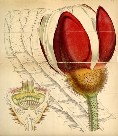 Curtis's_Botanical_Magazine,_Plate_4277_(Volume_73,_1847),_reduced