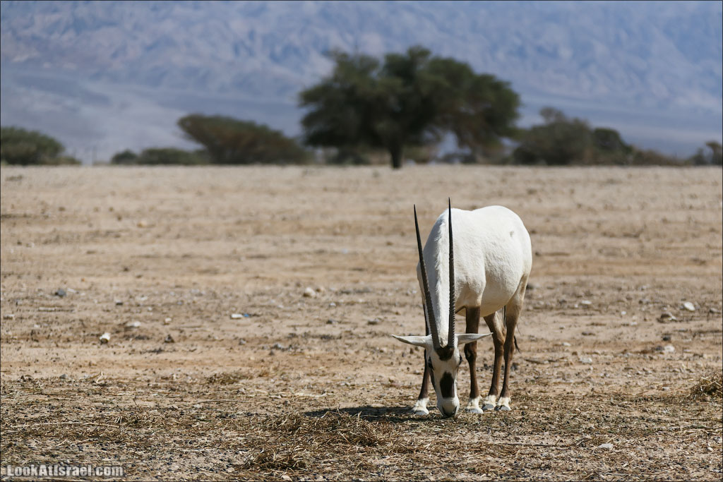 LookAtIsrael.com - Заповедник библейских животных Хай Бар | Hai Bar reserve | חי בר
