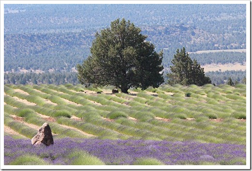 110710_Mt_Shasta_Lavender_Farm_64
