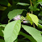 Long leafed Callicarpa