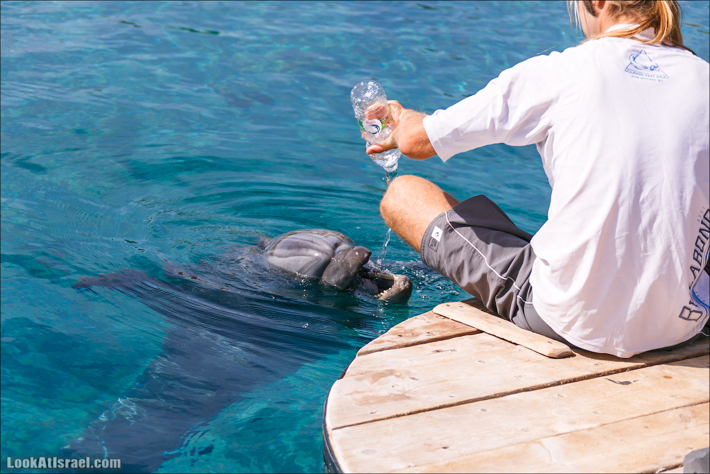 LookAtIsrael.com - Фото путешествия по Израилю | Дельфиний риф в Эйлате. Дельфинарий | Dolphins reef in Eilat | דולפינריום באילת