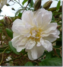 bhd cream rose