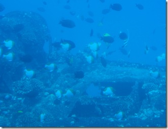 Schools of Fishes_Aboard the Atlantis Submarine_Waikiki