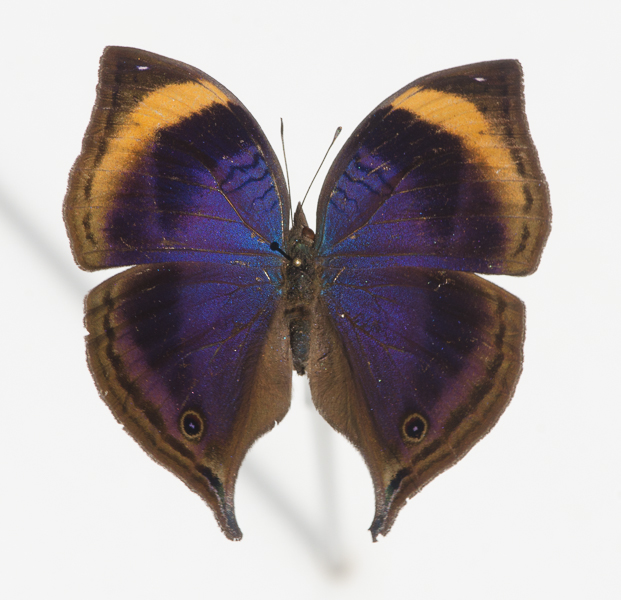 Junonia cymodoce lugens (SCHULTZE, 1912), mâle. Ebogo, avril 2013. Coll. et photo : C. Basset