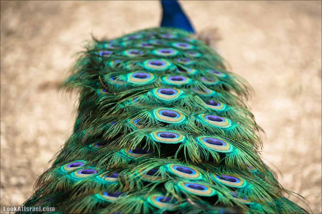 Ган Гуру - парк с кенгуру и другими австралийскими животными | Gan Guru | גן גורו | LookAtIsrael.com - Фото путешествия по Израилю