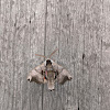 Twin-spotted Sphinx moth