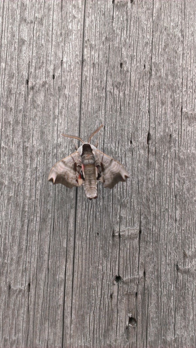 Twin-spotted Sphinx moth