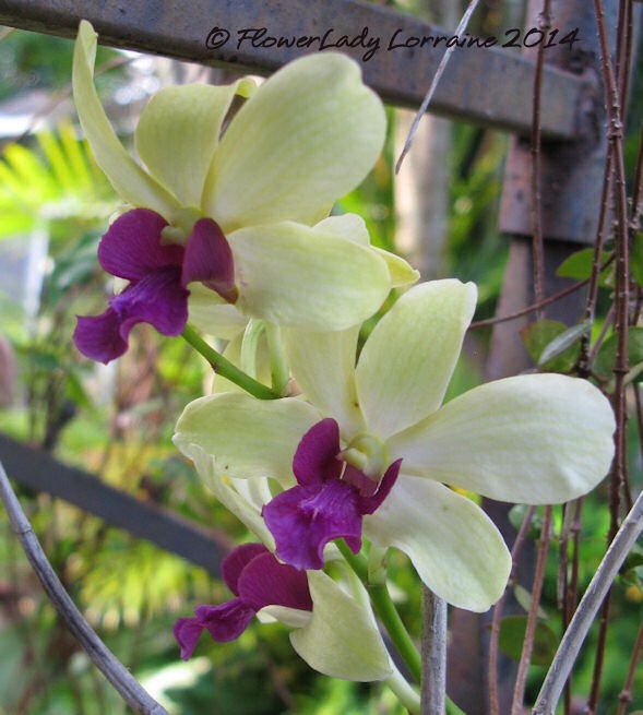 [06-30-d-orchid%255B2%255D.jpg]