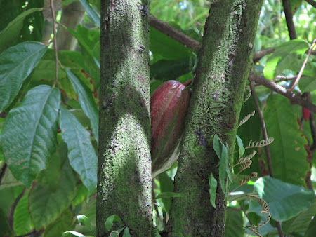 25. arbore cacao.jpg