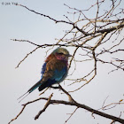 Lilac-breasted Roller